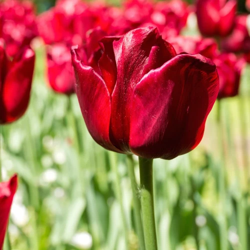 tulipan-ile-de-france.webp
