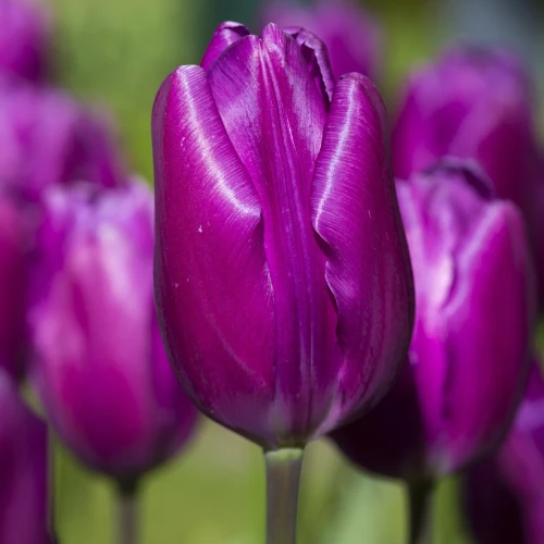 tulipan-fioletowy-purple-flag.webp
