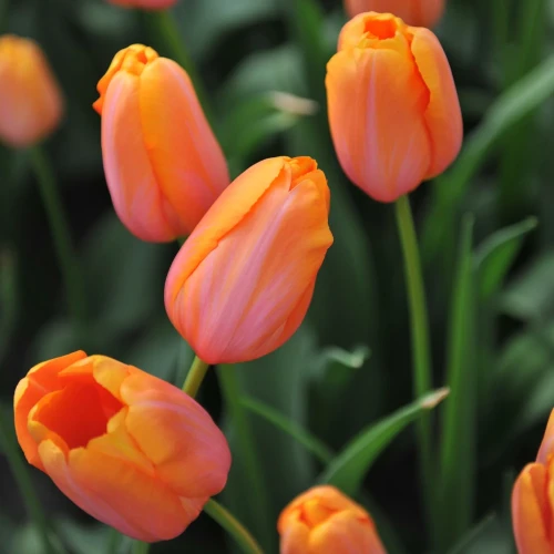 tulipan-pomaranczowy.webp