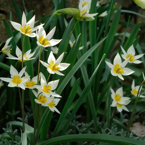 tulipan-niski-turkestanica.webp