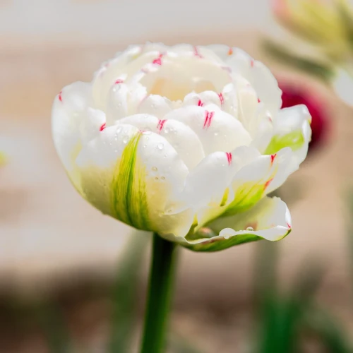 tulipan-danceline.webp