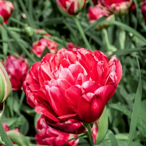 tulipan-renown-unique.webp