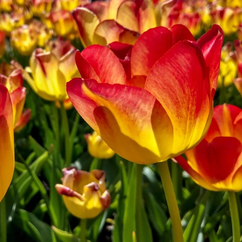 tulipan-suncatcher.webp