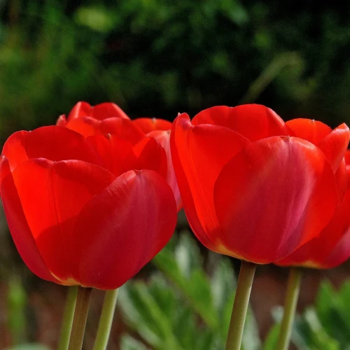 tulipan-apeldoorn-czerwony.webp