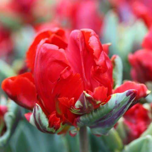 tulipan-papuzi-czerwony-rococo.webp