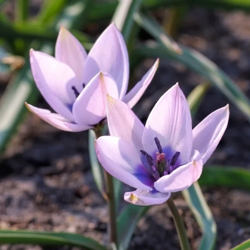 tulipan-alba-coerulea-oculata.webp