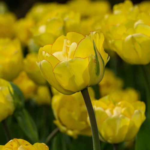 tulipan-akebono.webp