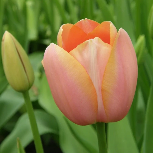 tulipan-menton.webp