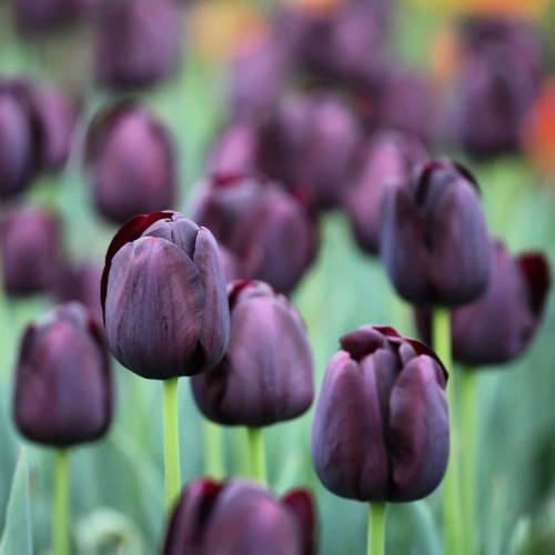 tulipan-queen-of-night.webp