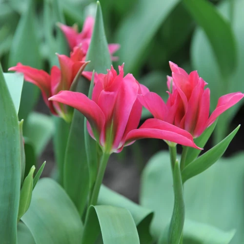 tulipan-doll_s-minuet.webp