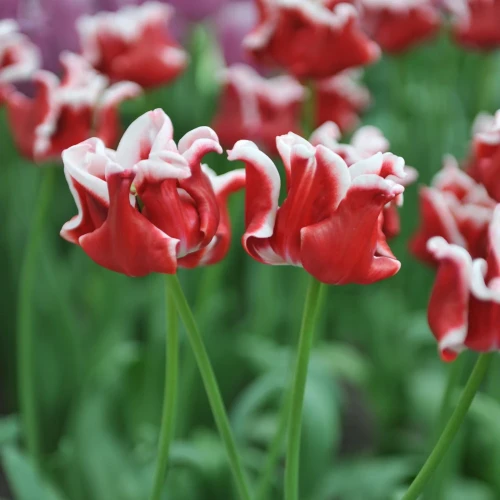 tulipan-coronet-elegant-crown.webp
