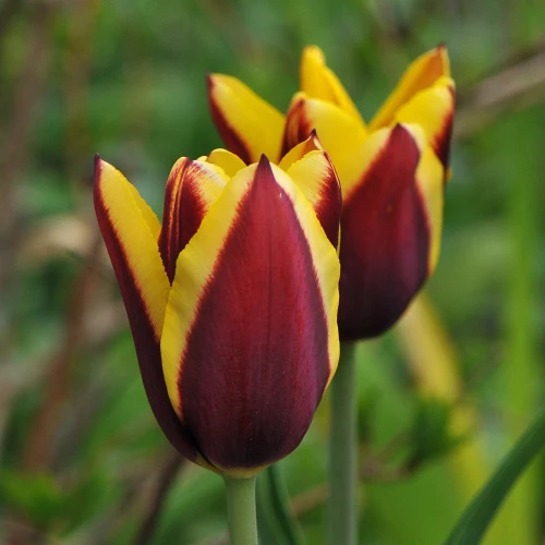 tulipan-gavota.webp