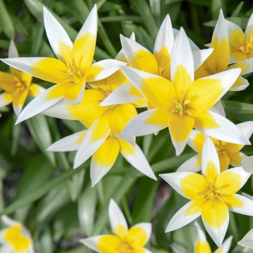 tulipan-niski-tarda.webp