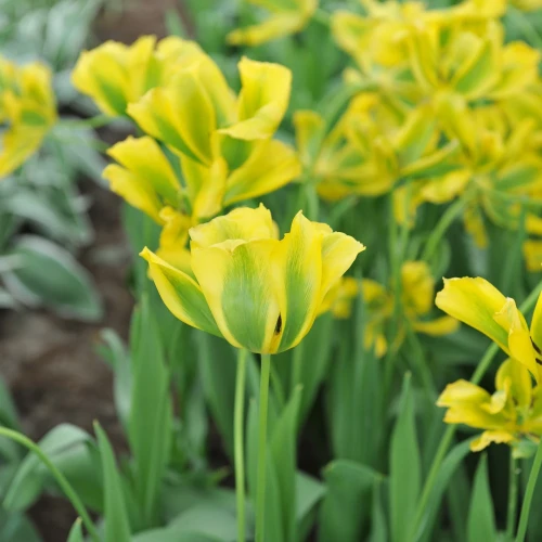 tulipan-formosa.webp