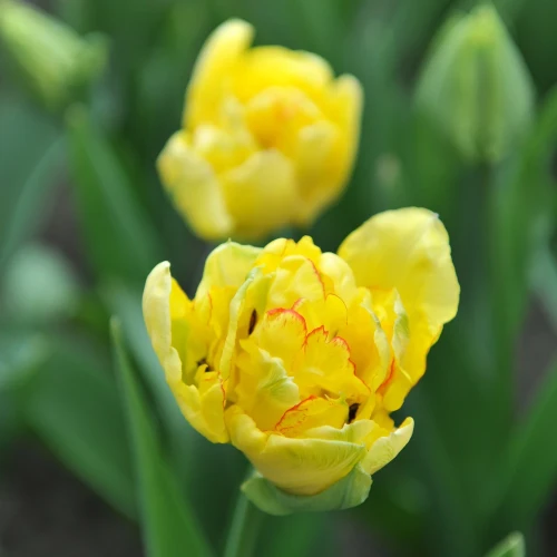 tulipan-aquilla.webp