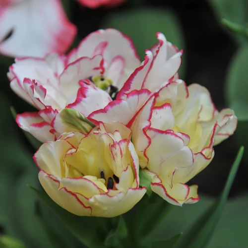 tulipan-belicia.webp