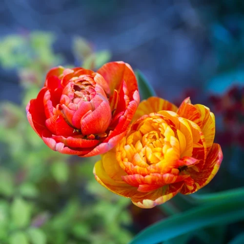 tulipan-double-beauty-of-apeldoorn.webp