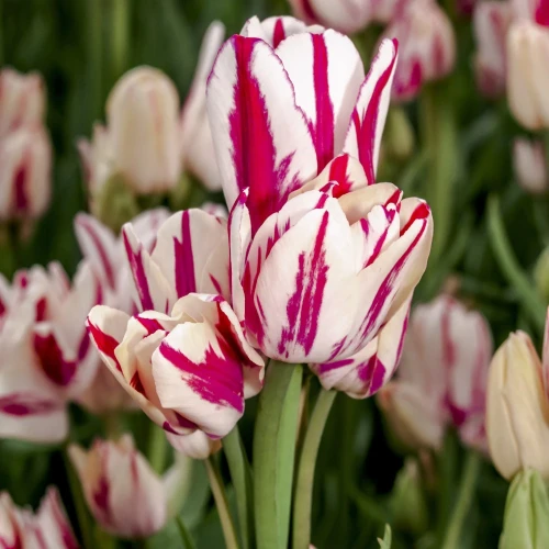 tulipan-flaming-club.webp