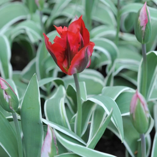 tulipan-hollywood.webp