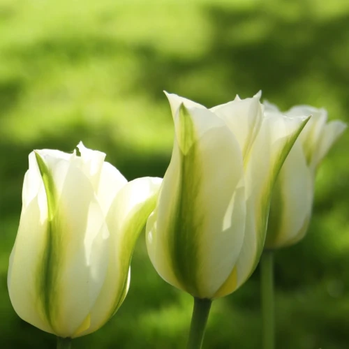 tulipan-spring-green.webp