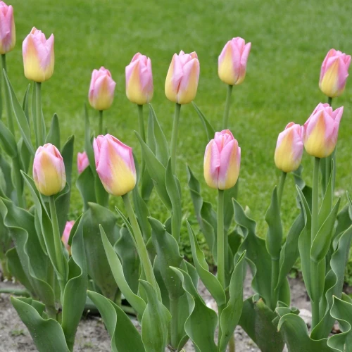 tulipan-tom-pouce.webp