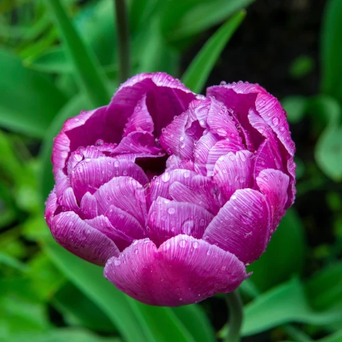 tulipan-blue-diamond.webp