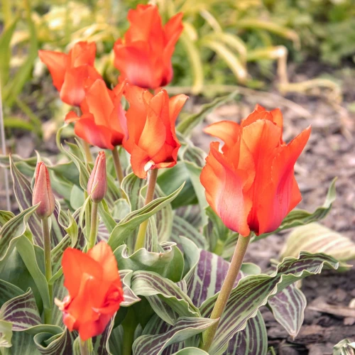 tulipan-czerwony-niski-red-riding-hood.webp