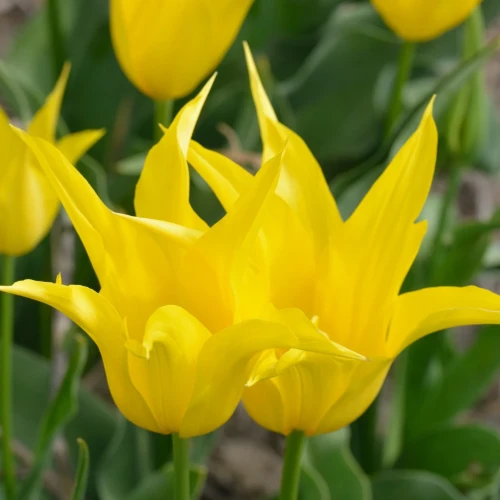 tulipan-zolty-west-point.webp