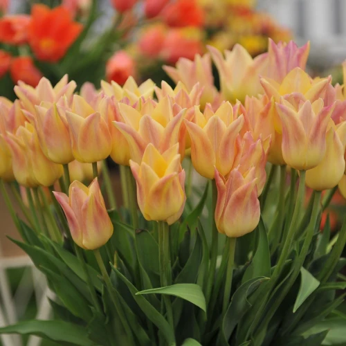 tulipan-elegant-lady.webp