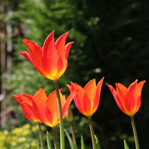 tulipan-ballerina.webp