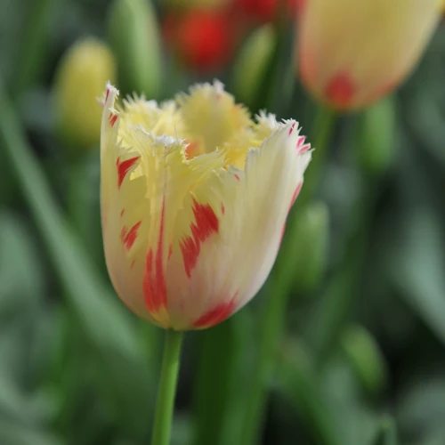 tulipan-carrousel.webp