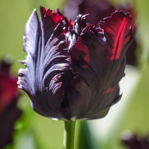 tulipan-papuzi-czarny-black-parrot.webp
