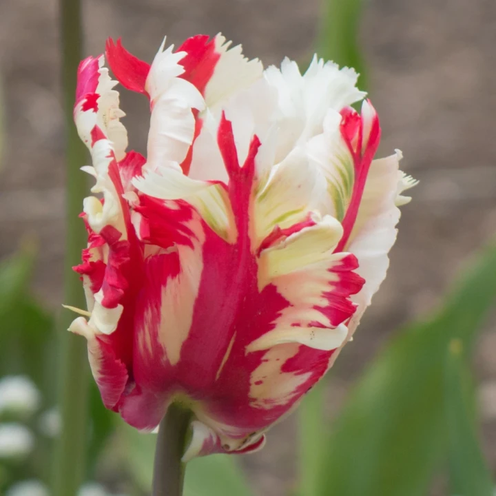 tulipan-estella-rijnveld.webp