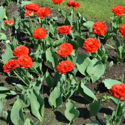 tulipan-czerwony-miranda.webp