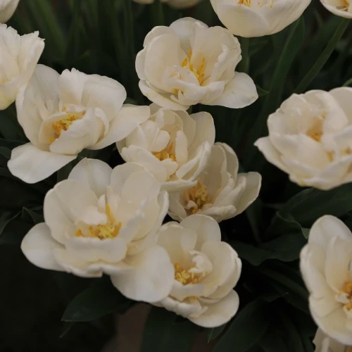 tulipan-pelny-bialy-mount-tacoma.webp