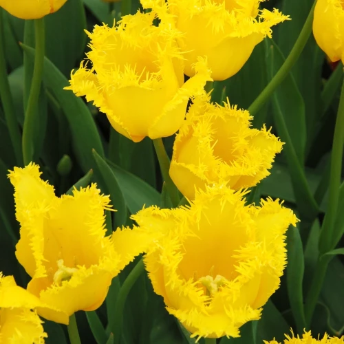 tulipan-hamilton.webp