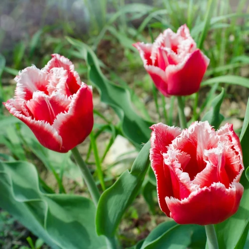 tulipan-canasta.webp
