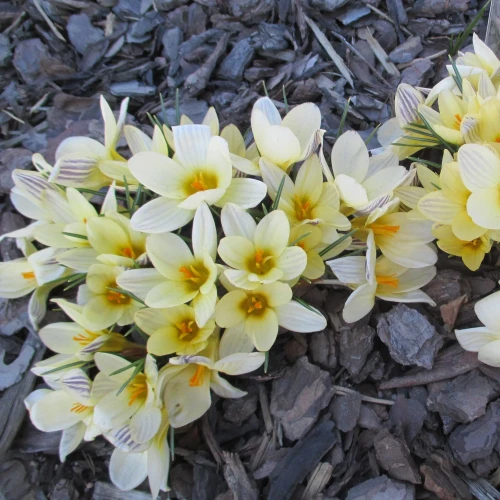 krokus-cream-beauty.webp