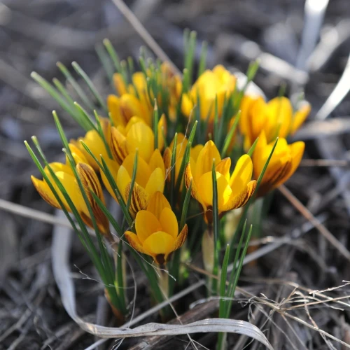 krokus-paskowany-fuscotinctus.webp