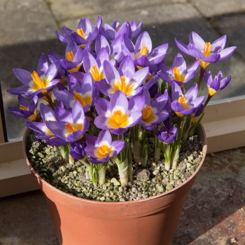krokus-tricolor.webp