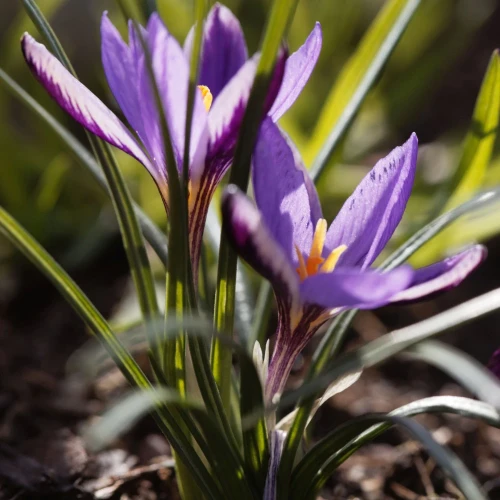 krokus-spring-beauty.webp