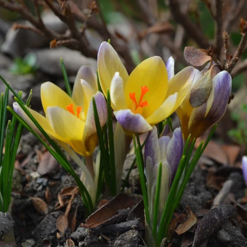 krokus-advance.webp