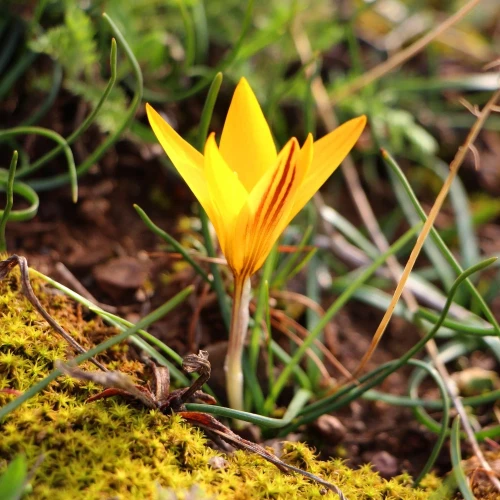 krokus-angustifolius.webp