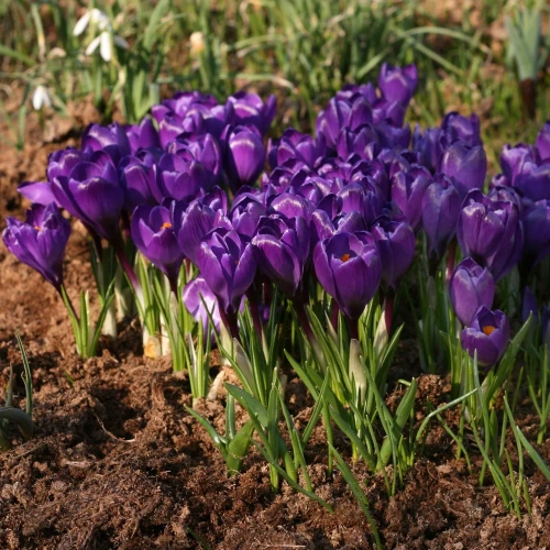 krokus-wielkokwiatowy-remembrance.webp