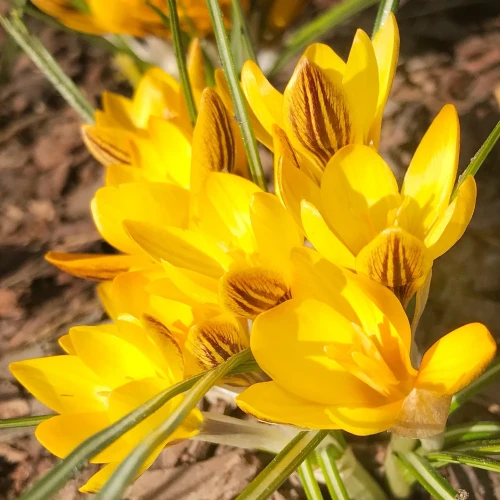 krokus-zolty-dorothy.webp