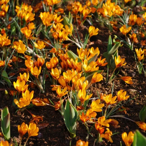 krokus-orange-monarch.webp