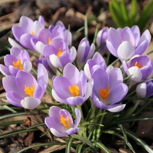 krokus-lilac-beauty.webp