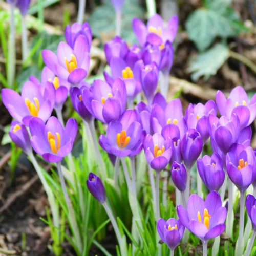 krokus-barr_s-purple.webp