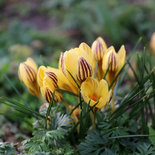 krokus-gipsy-girl.webp