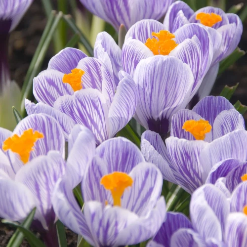 krokus-paskowany-pickwick.webp